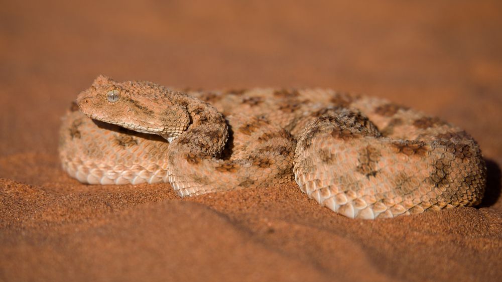 Фотография автора Abdou Bekhedda