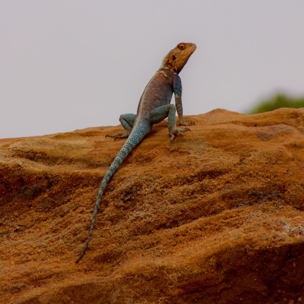 Фотография автора Abdou Bekhedda