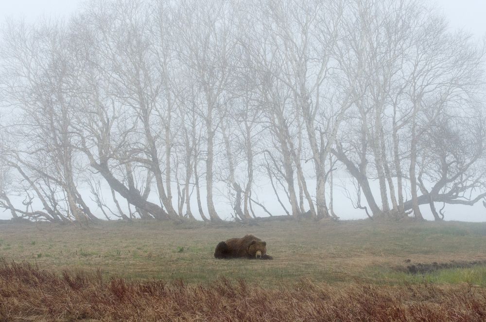 Photograph by Максим Ушаков