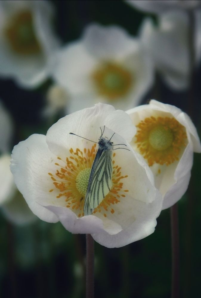 Photograph by Светлана Филимонова