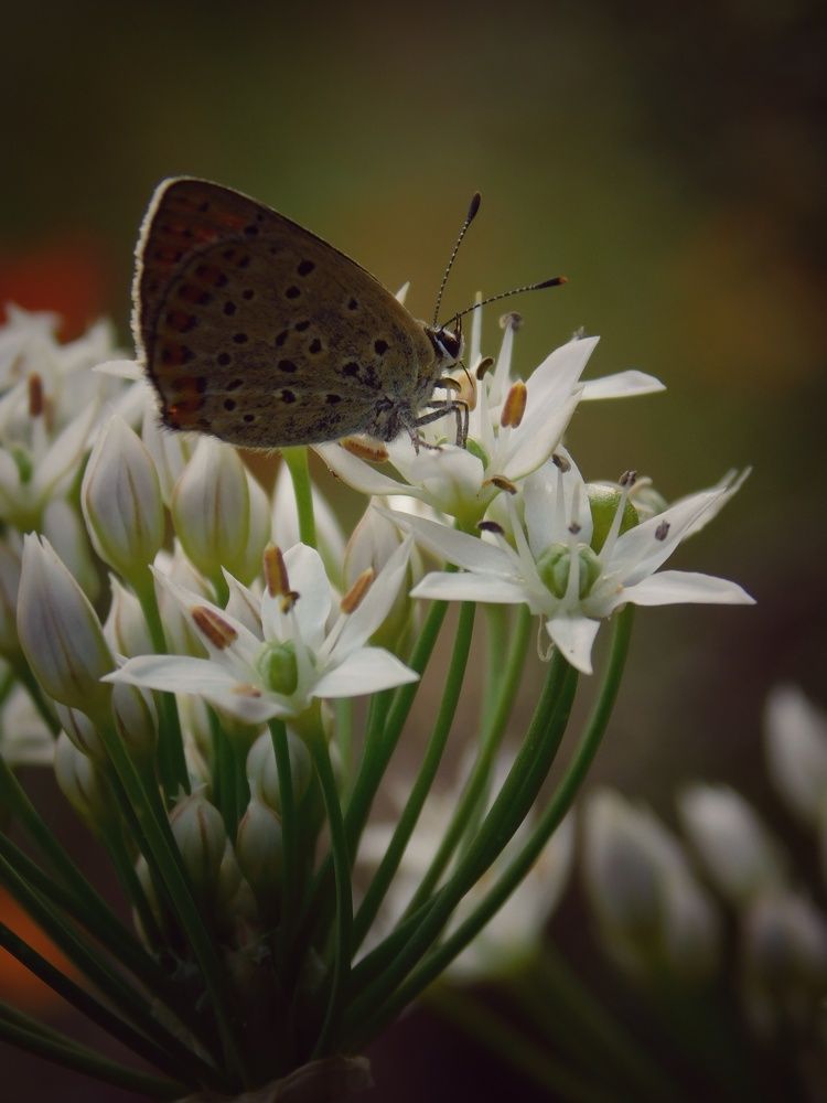 Photograph by Светлана Филимонова