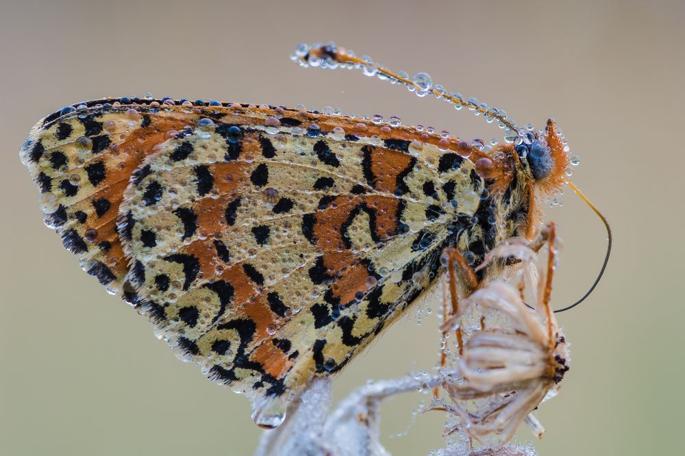Фотография автора Роман Зайцев