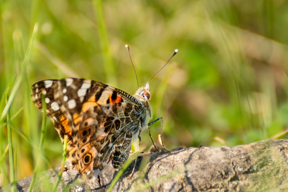 Photograph by Gregor Kobilica