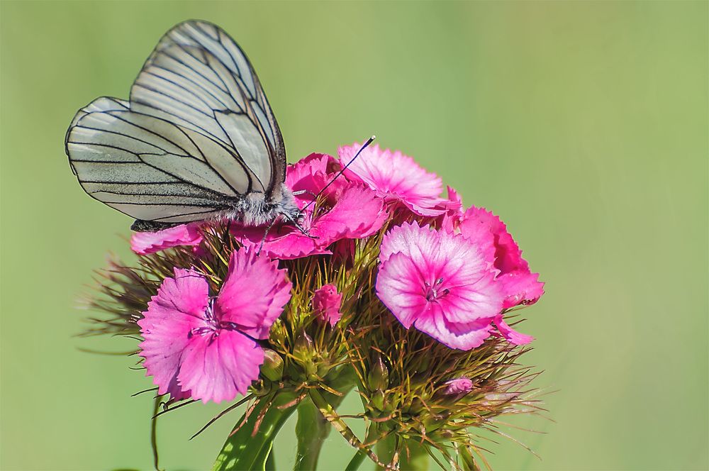 Photograph by Сергей