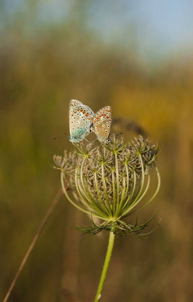 Photograph by Ольга Резникова