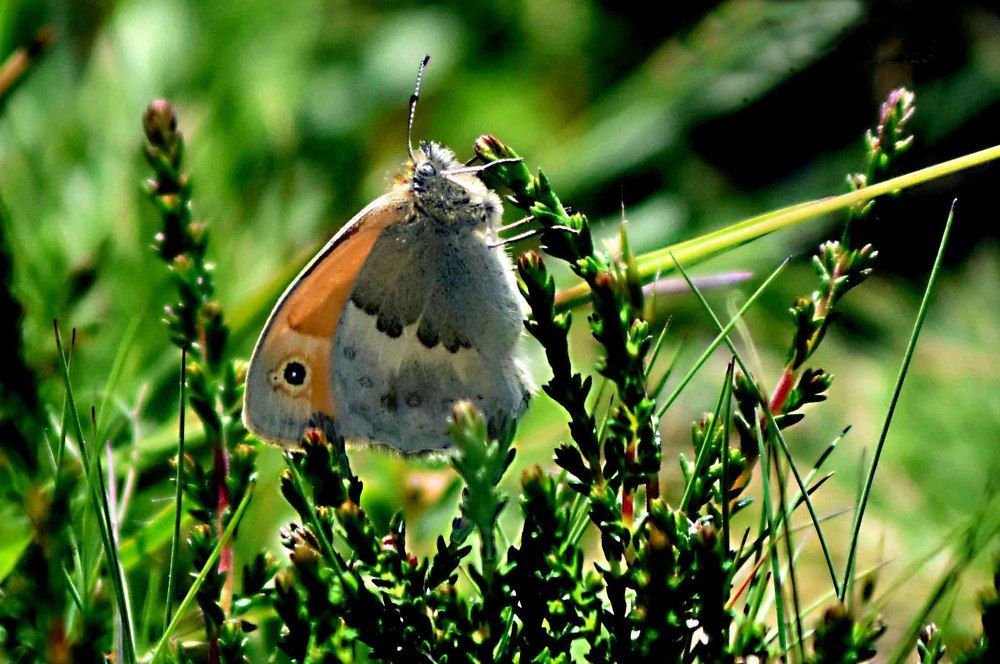 COENONYMPHA PAMPHILUS