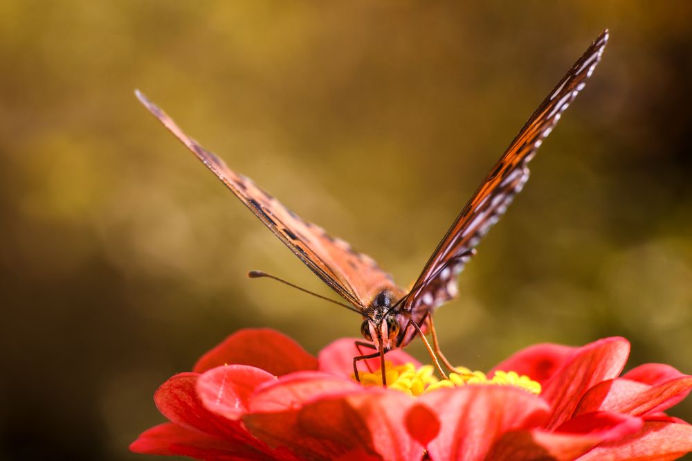 Фотография автора Gabriel de Araujo Almeida