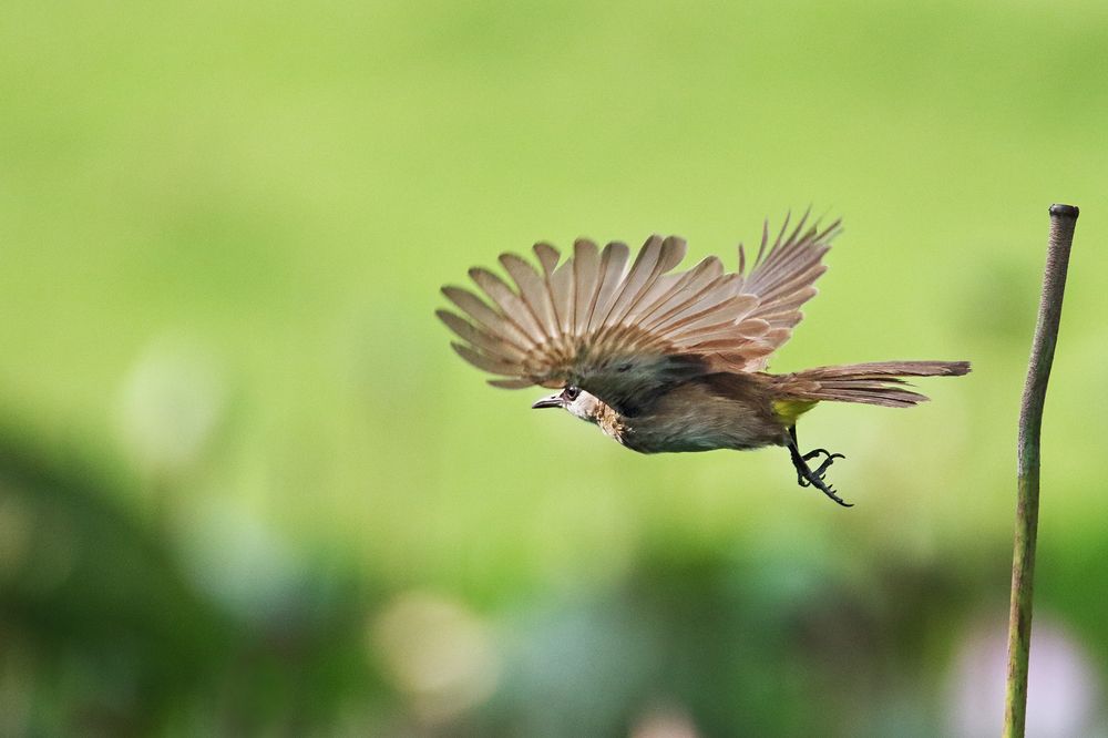 Photograph by Xuan Quyen Nguyen