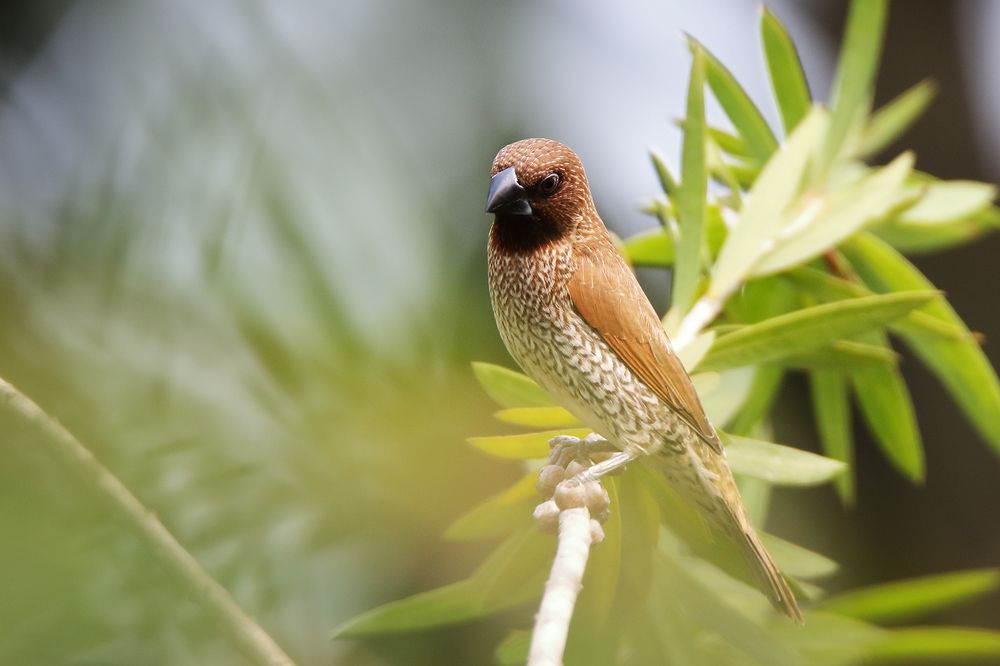 Photograph by Xuan Quyen Nguyen