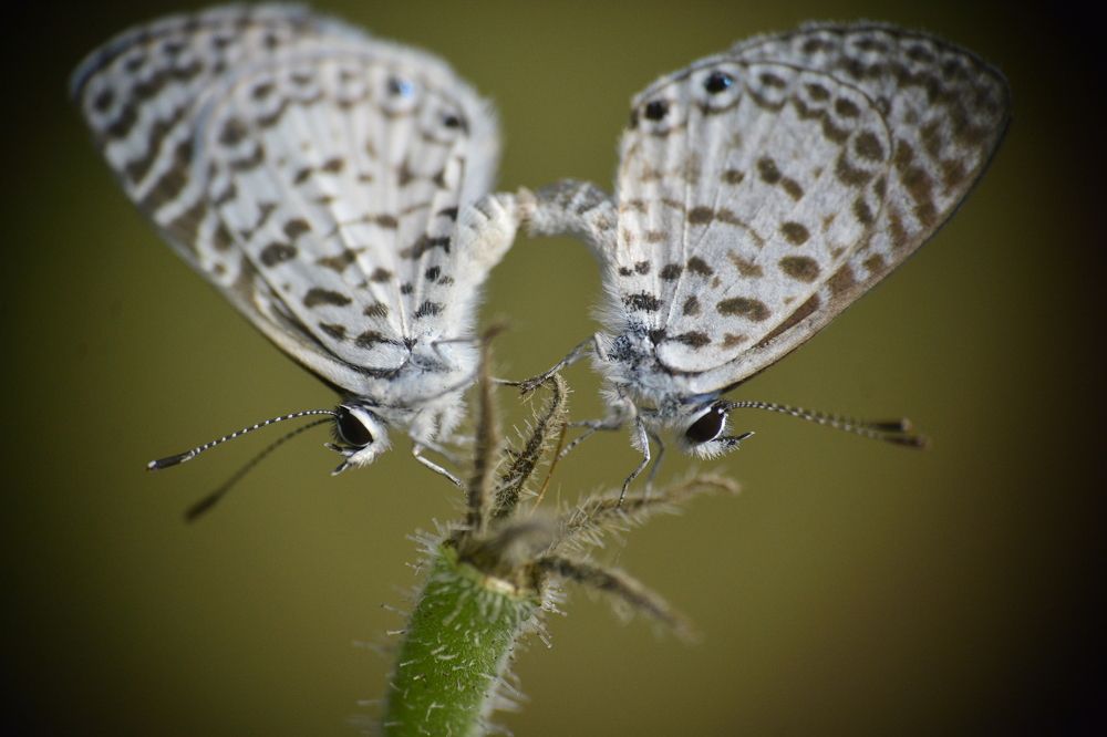 Photograph by FRANCISCO FERREIRA
