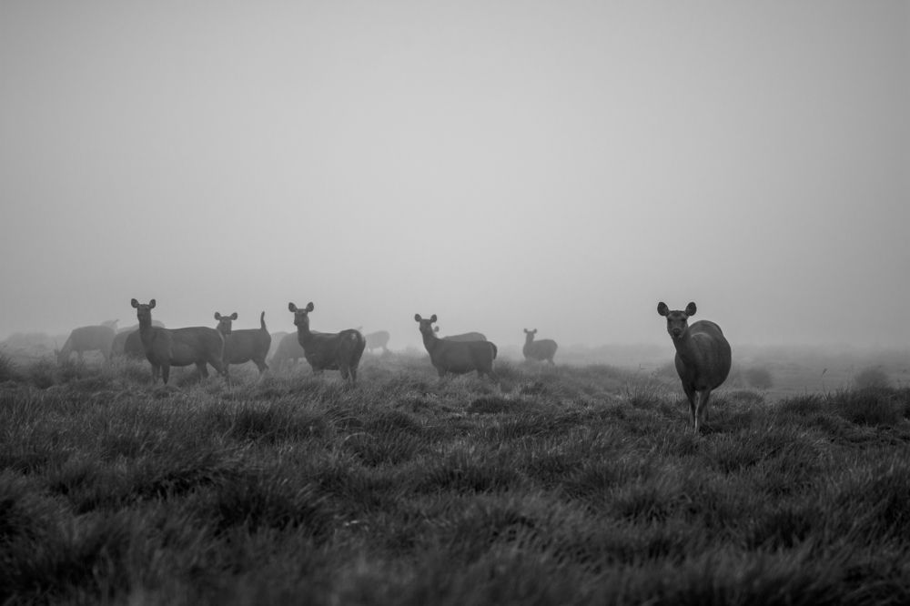 The Enigmatic Dance of Fog and Light