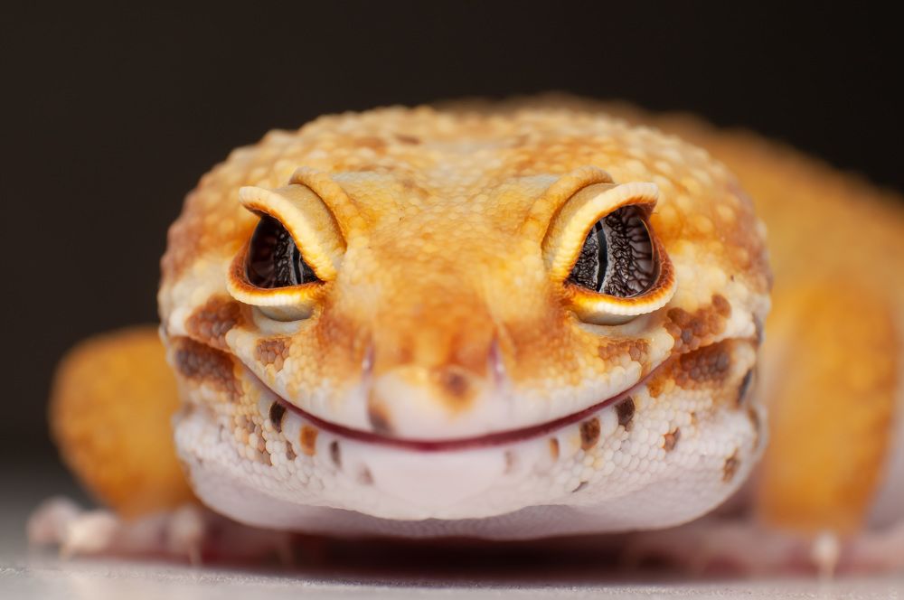 Photograph by Norman Celis