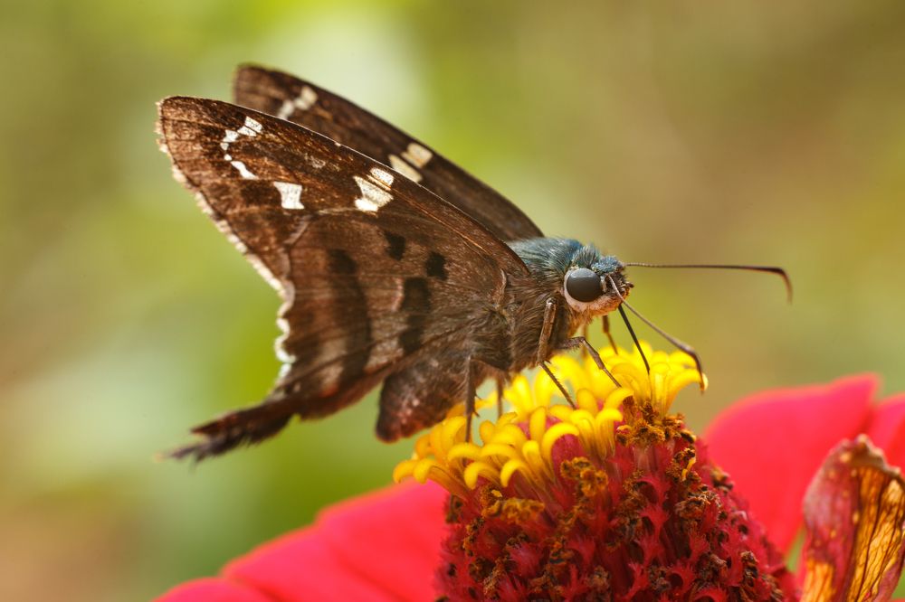 Фотография автора Gabriel de Araujo Almeida