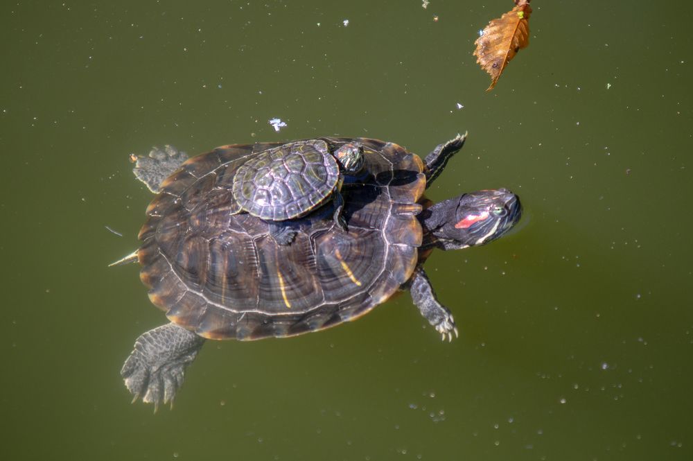 Photograph by Виталий Маслов