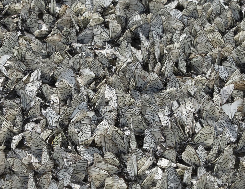 Photograph by Сергей Галёса