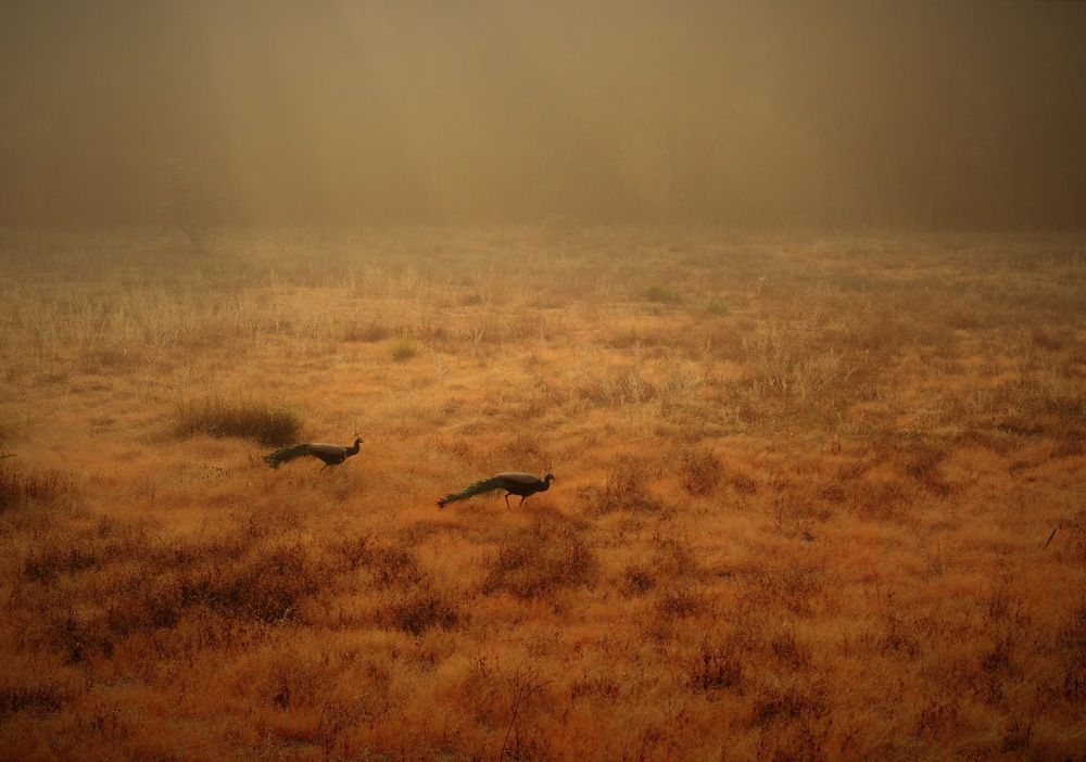 Фотография автора BIPLAB MISRA