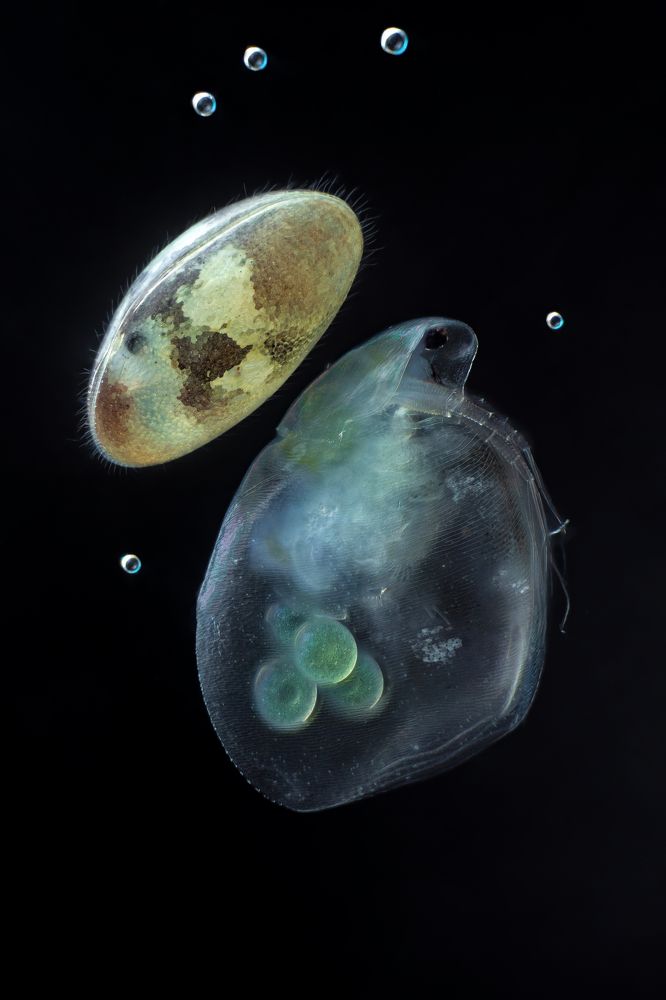 Simocephalus + Ostracod