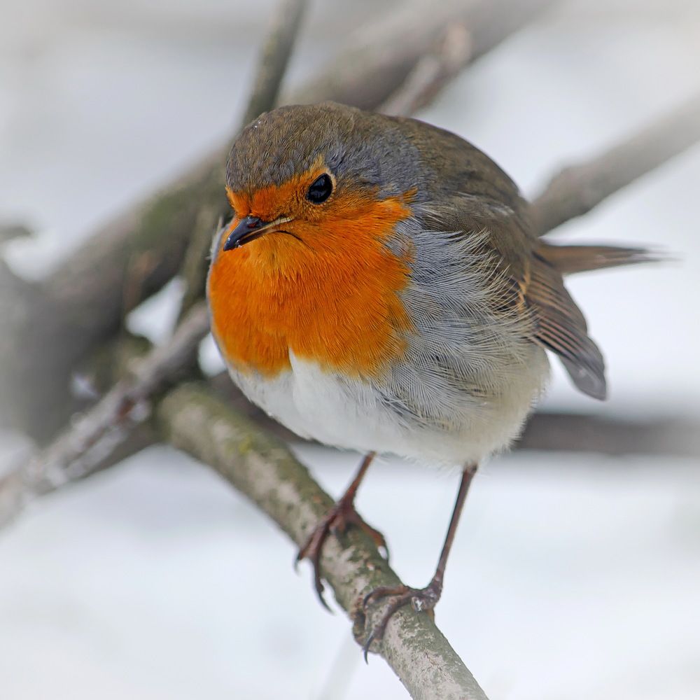 Photograph by Оксана Маховская