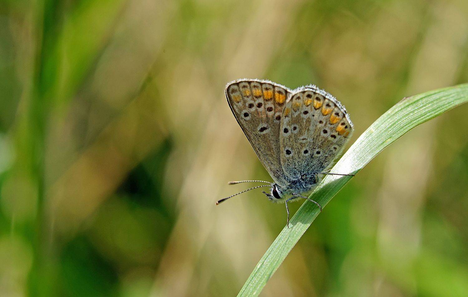 butterfly,resting on a blade