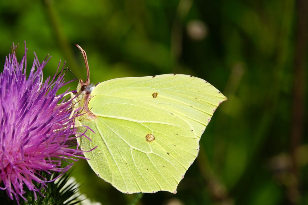 butterfly,drinking nectar