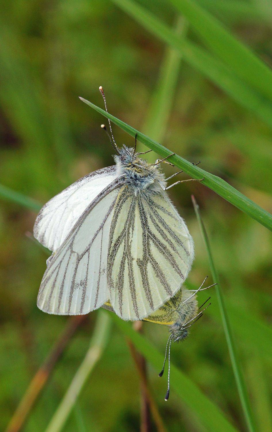 Two butterfly mating