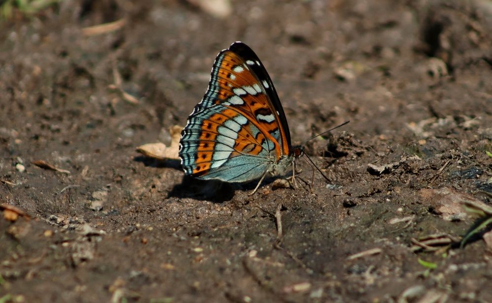 Photograph by Лидия Чугришина