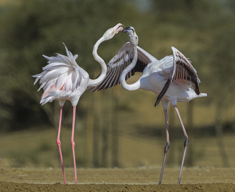 Фотография автора MOHAMED ISMAIL