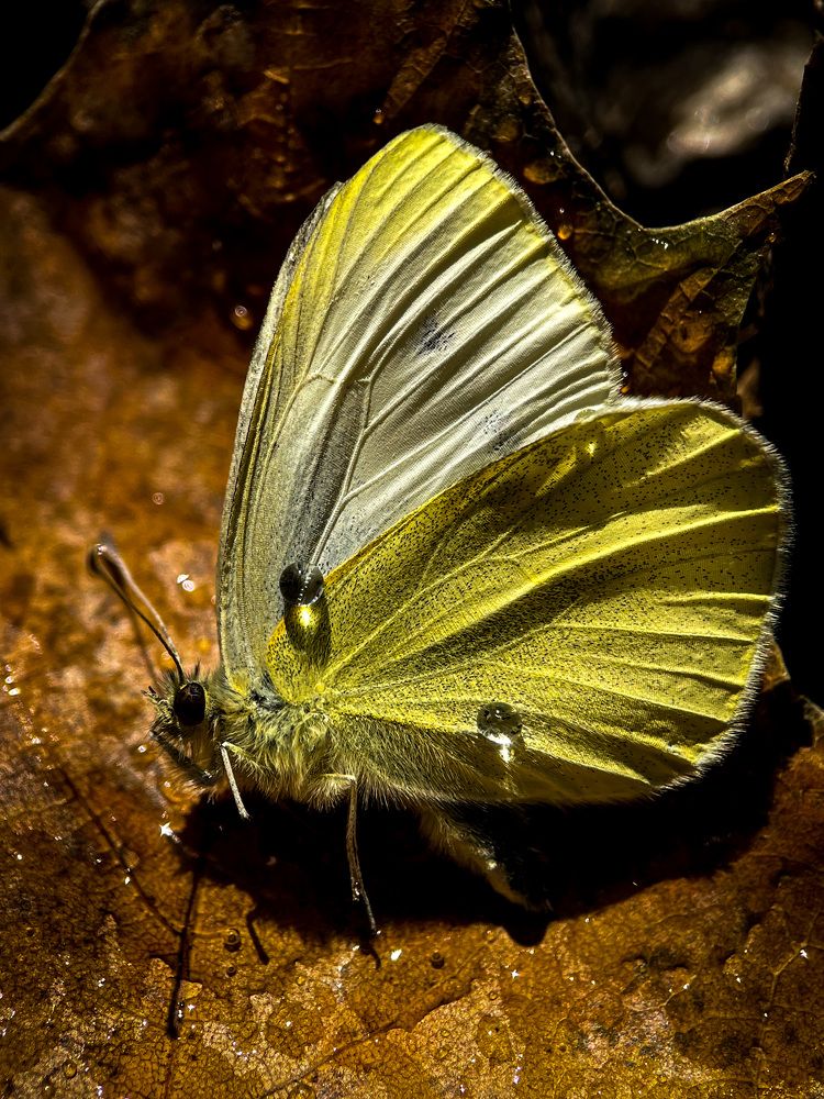 Фотография автора Рамзия Хисамутдинова