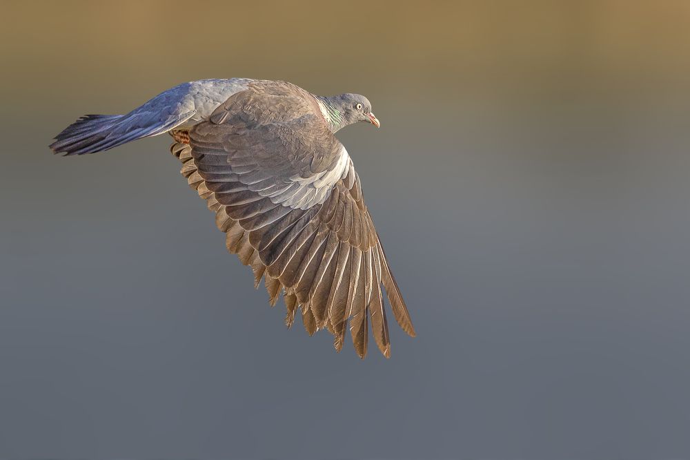 Фотография автора MOHAMED ISMAIL