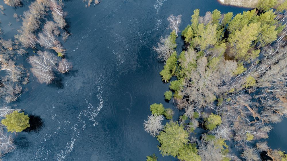 Пробуждение жизни