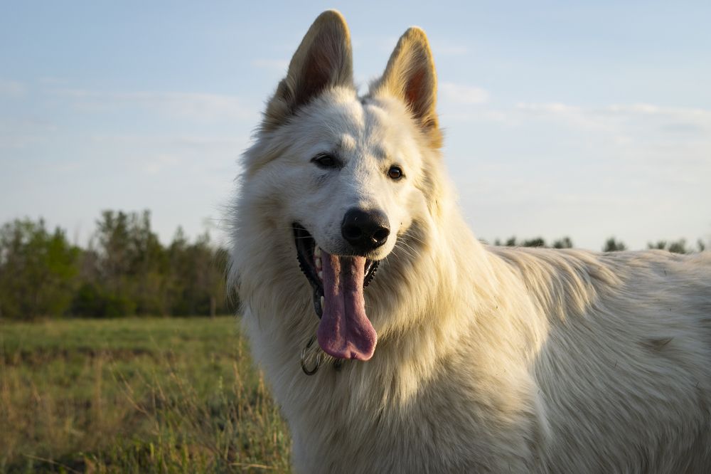 Photograph by Михаил Доргов