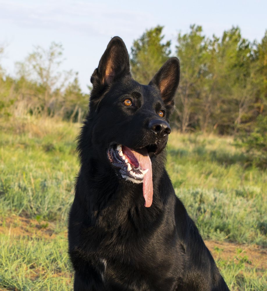 Photograph by Михаил Доргов