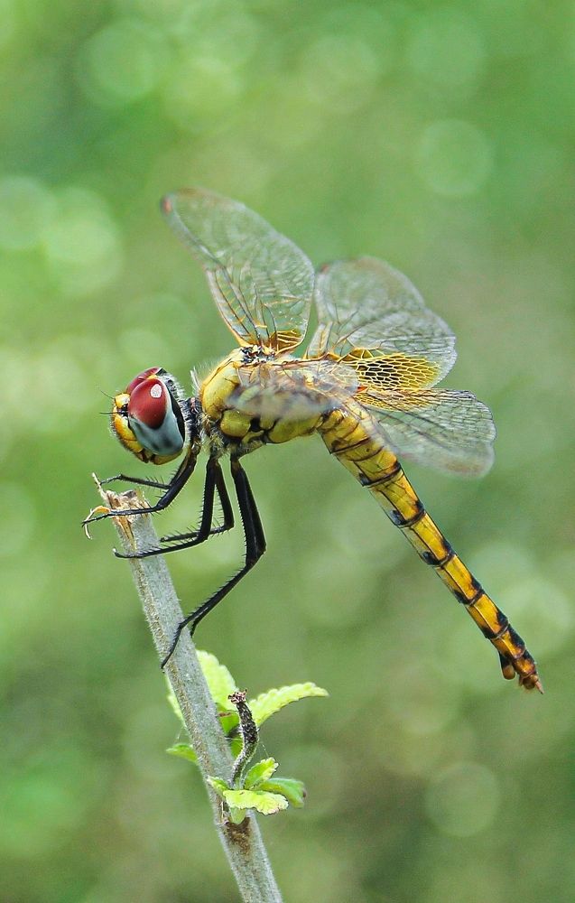 Dragonfly in bokeh magic