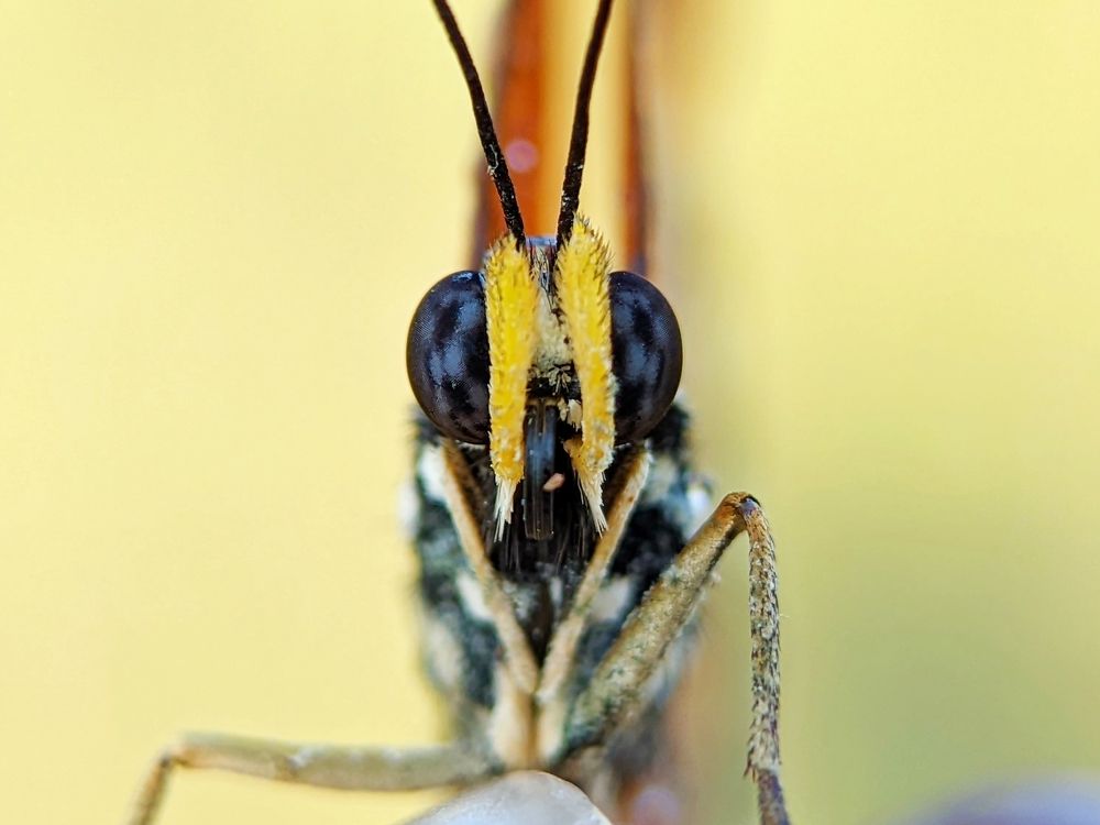 Photograph by Yernaidu Nelipudi