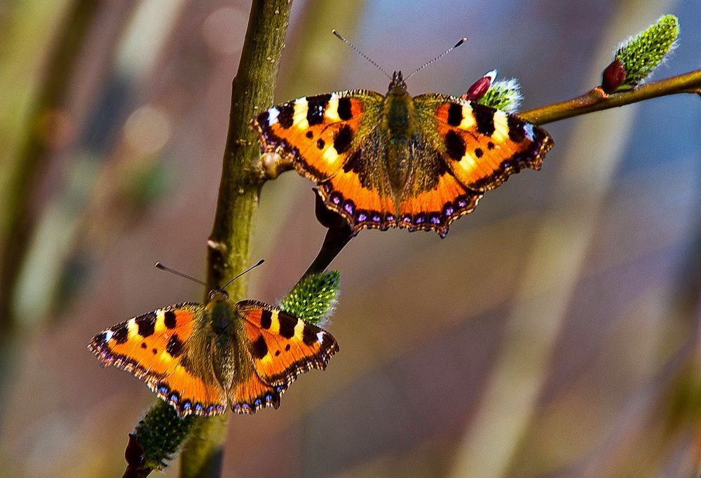 Photograph by Алексей Окунеев