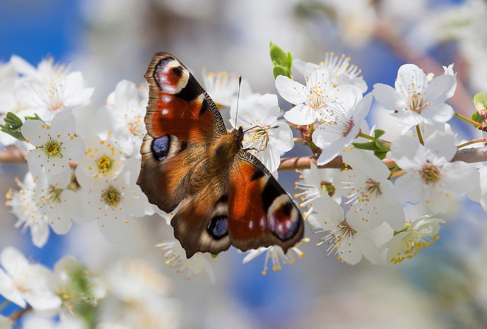 Photograph by Алексей Окунеев
