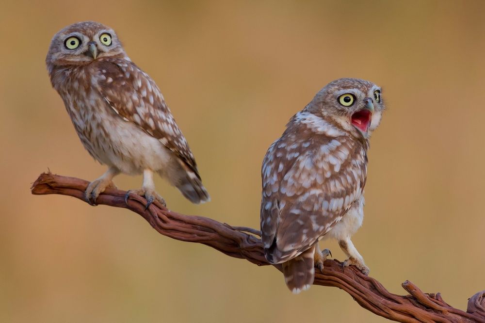 Фотография автора David Manusevich