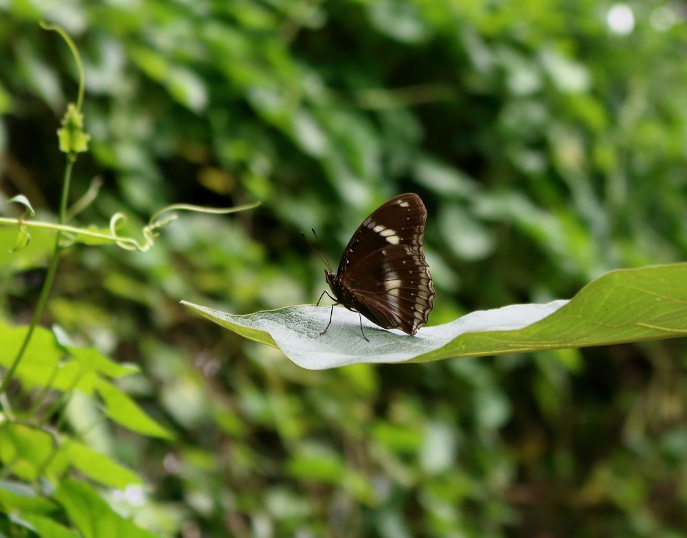 Photograph by Jishan Ahmed Plabon