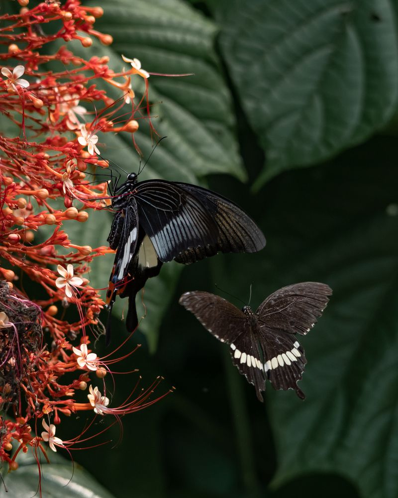 Фотография автора Yan Ze Ng