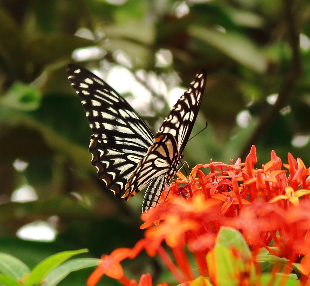 Photograph by Jishan Ahmed Plabon