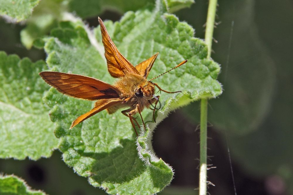 Photograph by Елена Щитова