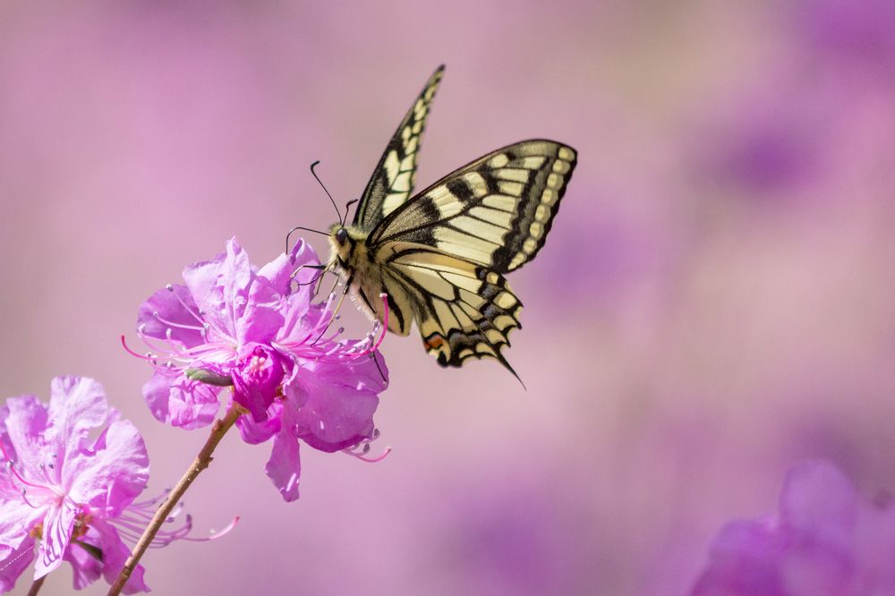 Papilio machaon