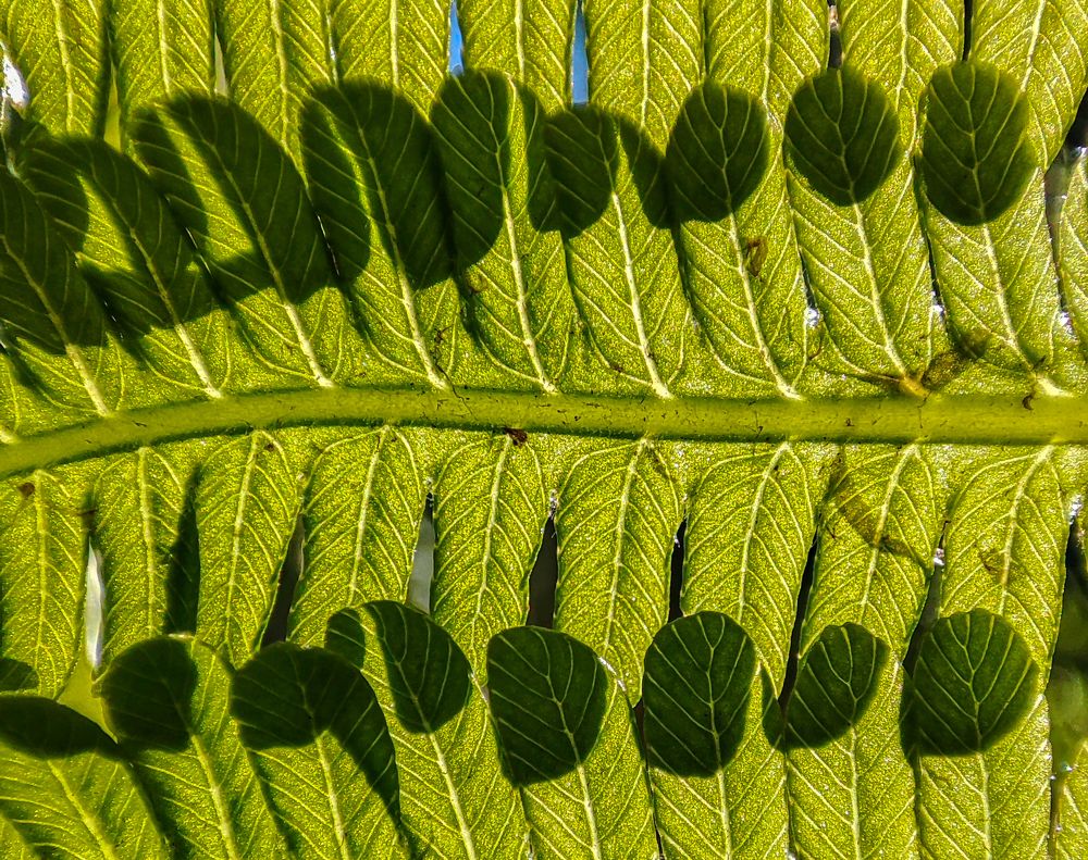 Фотография автора Александр Довганюк