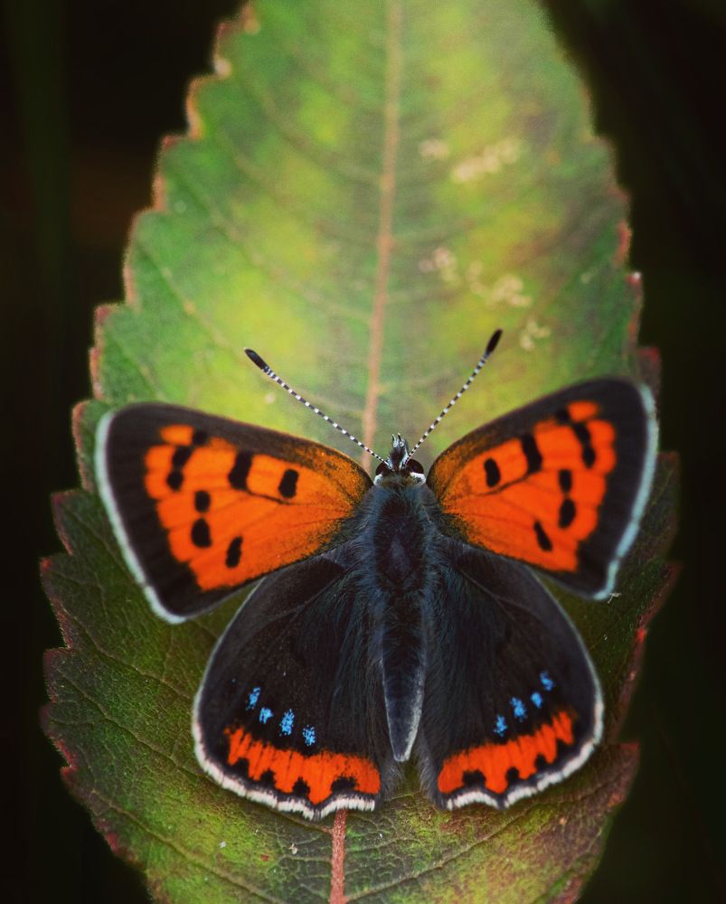 Photograph by Manuel Soto