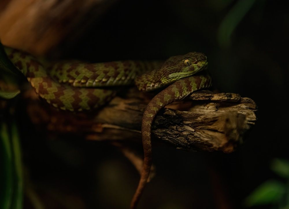 Photograph by Sergey Puponin