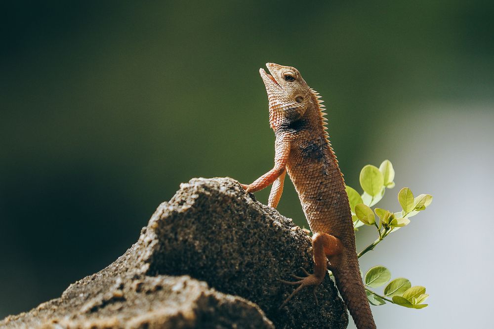 Фотография автора Pham Anh Vu