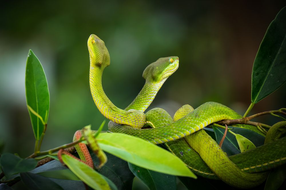 Photograph by Pham Anh Vu