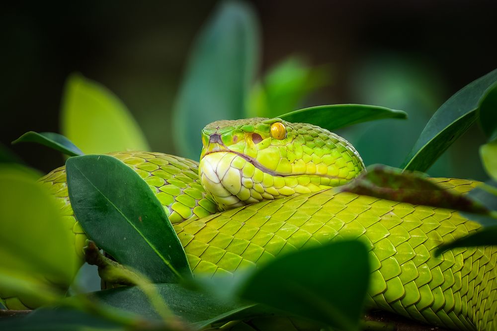 Photograph by Pham Anh Vu