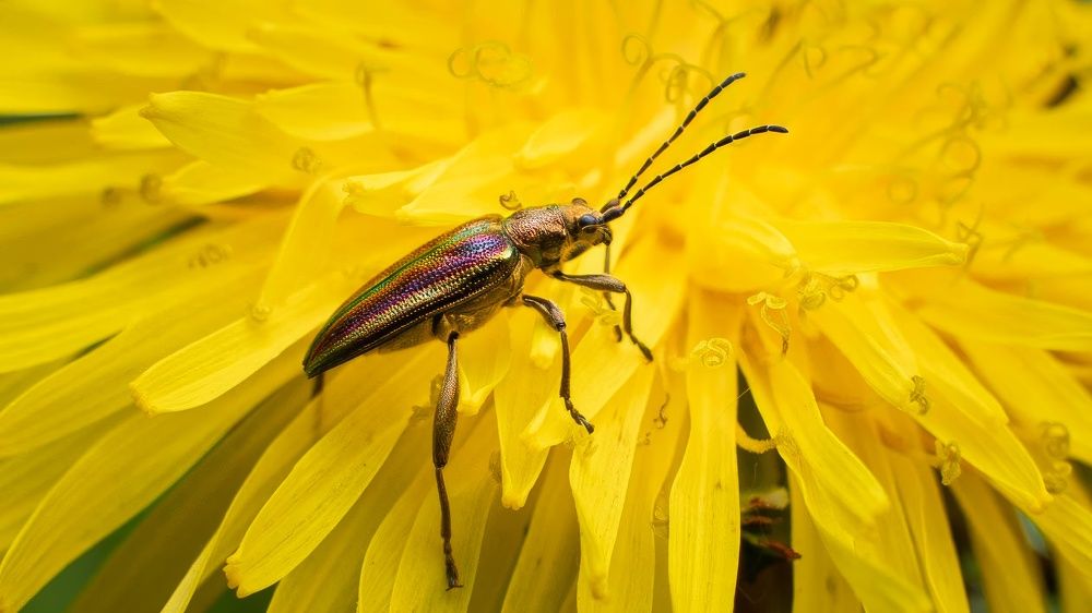 Жизнь на планете одуванчик.