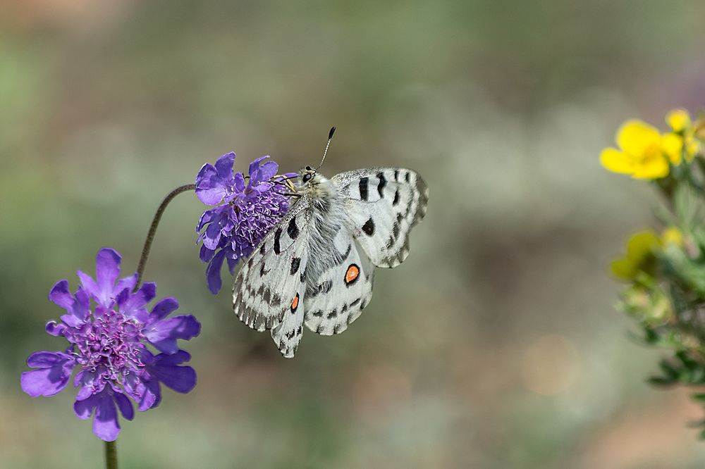 Parnassius apollo